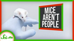 6 Reasons We Have to Say a Study Was "In Mice" Instructional Video