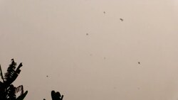 CLEAN : Dhaka celebrates winter with kites laser shows fireworks News Clip