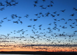 Factpack: Bird Migrations Instructional Video