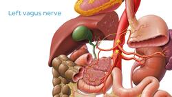 Vagus nerve Instructional Video