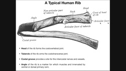 Sternocostal & Costochondral Joints | Rib-Sternum Articulations Instructional Video