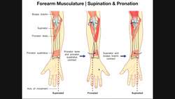 Movements & Muscles of Radioulnar Joint Instructional Video