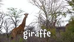 Herbivores!  Learning Herbivore animals for Kids Instructional Video