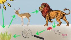 BIOLOGY - Environment - What is an ecosystem Instructional Video