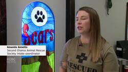 Edmonton animal rescues worry about impact of shelter's closure News Clip