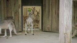 Introducing One of the Bravest Kangaroos in the World! Instructional Video