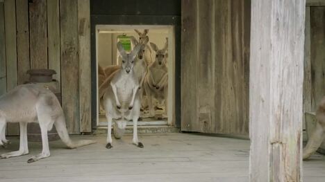 Introducing One of the Bravest Kangaroos in the World!