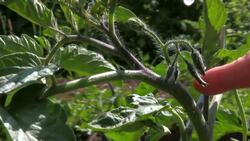 How to Prune Tomato Plants Instructional Video