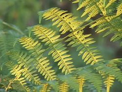 Investigating Simple Plants: Ferns Instructional Video