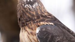 Hawks Up Close: Stunning Footage of These Fascinating Birds of Prey Stock Footage