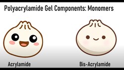 Polyacrylamide Gel Electrophoresis: Protein Electrophoresis Basics Instructional Video