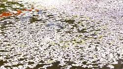 Cherry Blossom aka Sakura Leaf Falling on the Ground in the water in Tokyo Japan Stock Footage