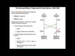 The Corneal Reflex | Pathway & Interpretation Instructional Video