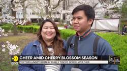 Tokyo's cherry blossoms draw crowds at peak bloom News Clip