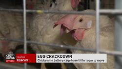 Some organic free-range eggs more nutritious: CBC Marketplace News Clip