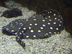 ¿Qué es un pez?: diferentes tipos de peces Instructional Video