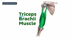 Muscles of the arm and shoulder Instructional Video
