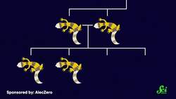 Mr. Frosty, the Cancer-fighting Gecko Instructional Video