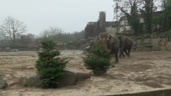 Animals at Berlin zoo feed off Christmas trees Instructional Video
