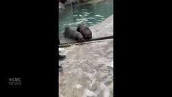 #TheMoment rescued baby sea otters saw snow for the first time News Clip