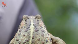 Alaska's Only Toad! Instructional Video