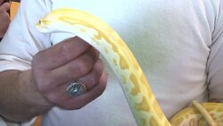 Exotic animal lovers put their pets on show Instructional Video