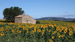 Stone house in Sunflower field blooming near lavender fields during summer in Valensole plain of Provence France Stock Footage