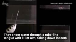 Check Out The Strangest Eating Habits Among These Specific Animals Instructional Video