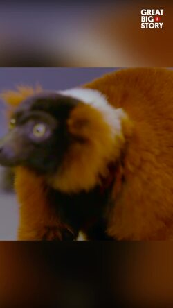 Exploring the plight of the endangered red ruffed lemur Instructional Video
