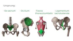 Musculus gluteus maximus Instructional Video