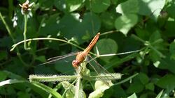 Dragonfly on flower Stock Footage