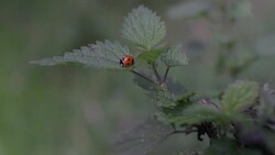 ladybug on the leaf in the wind Stock Footage