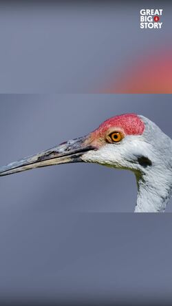 Garrett's journey, a sandhill crane's tale of survival Instructional Video