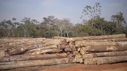 CLEAN : STOCKSHOTS: Images of a lumber mill in Peru News Clip