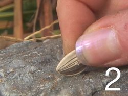 Life Cycles Quiz Instructional Video