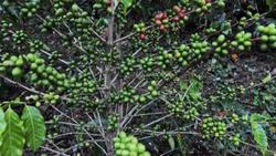 VOICED : Café especial, una estrategia para reactivar el deprimido sector en Cuba News Clip