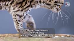 These Wildcats Need the Forest to Survive Instructional Video