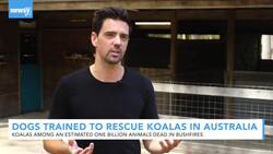 Dogs Trained To Rescue Koalas From Australian Bushfires News Clip