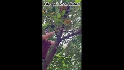 Randomly helped some dudes harvest jackfruit in a public Brazilian park. Instructional Video