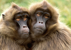 Gelada Baboons Instructional Video