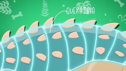 I WONDER - What Did The Ankylosaurus Look Like? Me Pregunto - Cómo Se Veía El Anquilosaurio? Instructional Video