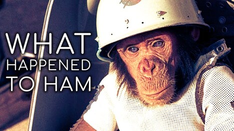 The True Tale of Ham the Chimp