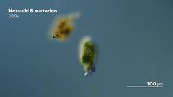 The Gruesome Tale of the Hitchhiking Parasite Instructional Video