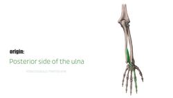 Extensor indicis muscle Instructional Video