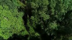 A view from above of wildlife. Stock Footage