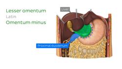 Mesentery Instructional Video