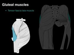 Gluteal muscles Instructional Video