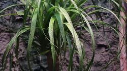 Vapor and raindrops of grass leaves Stock Footage