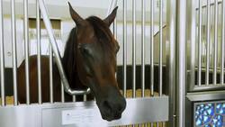 Meet Award-Winning Arabians in Qatar Instructional Video