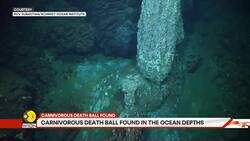 The Death Ball Sponge: Carnivorous Predator Found In Ocean Abyss News Clip